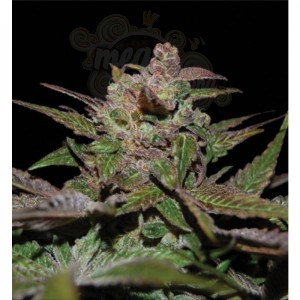 RESERVA PRIVADA - Purple Wreck
