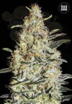 BULK SEED BANK - New's Haze