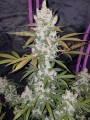 FASTBUDS - Girl Scout Cookies Auto