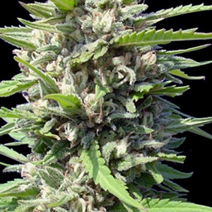 GENEHTIK - Auto Northern Lights