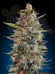 ADVANCED SEEDS - Auto Blue Diesel