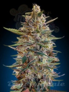ADVANCED SEEDS - Auto Blue Diesel