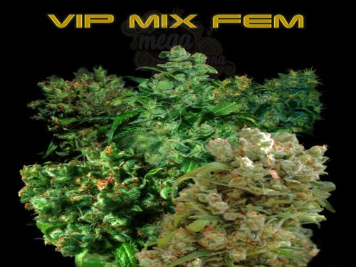 VIP SEEDS - VIP Mix