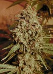 ADVANCED SEEDS - Somango Widow