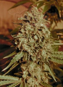 ADVANCED SEEDS - Somango Widow