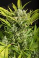 DINAFEM - Blue Critical Auto