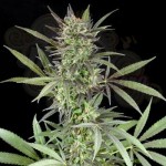 G13 LABS -  Blue Venom