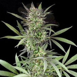 G13 LABS -  Blue Venom
