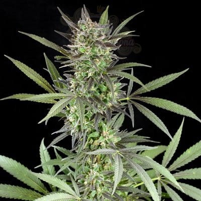 G13 LABS -  Blue Venom