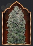 00 SEEDS BANK - Sweet Soma