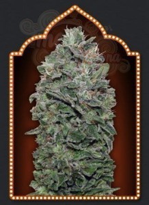 00 SEEDS BANK - Sweet Soma