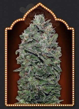 00 SEEDS BANK - Sweet Soma