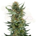 ROYAL QUEEN SEEDS - Royal Dwarf Automatic