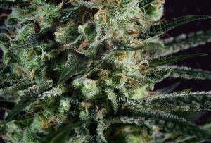 GENOFARM - Golden Berry