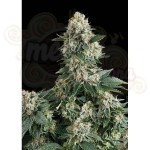 PYRAMID SEEDS - Auto New York City