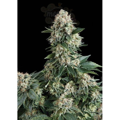 PYRAMID SEEDS - Auto New York City