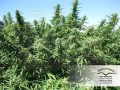 DUTCH PASSION - Blueberry®