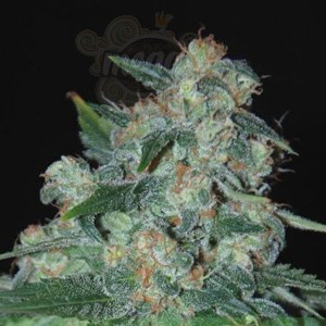 WORLD OF SEEDS - Ketama
