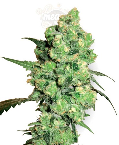 WHITE LABEL - Super Skunk