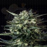GENOFARM - Thunder Haze Auto