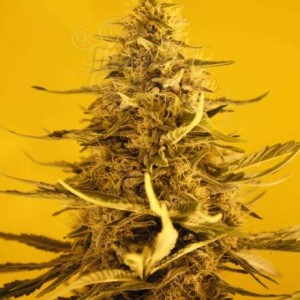 NIRVANA - White Widow Auto