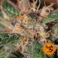 BARNEY’S FARM - Ayahuasca Purple