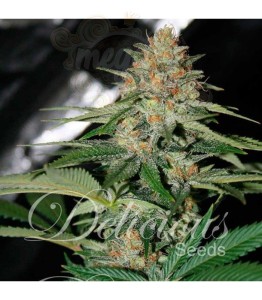 DELICIOUS SEEDS - Delicious Candy Auto