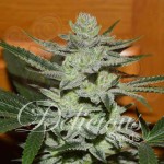 DELICIOUS SEEDS - Desconocida Kush