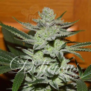 DELICIOUS SEEDS - Desconocida Kush