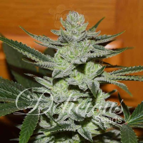 DELICIOUS SEEDS - Desconocida Kush
