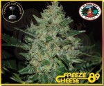 BIG BUDDHA SEEDS - Freeze Cheese '89