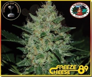 BIG BUDDHA SEEDS - Freeze Cheese '89