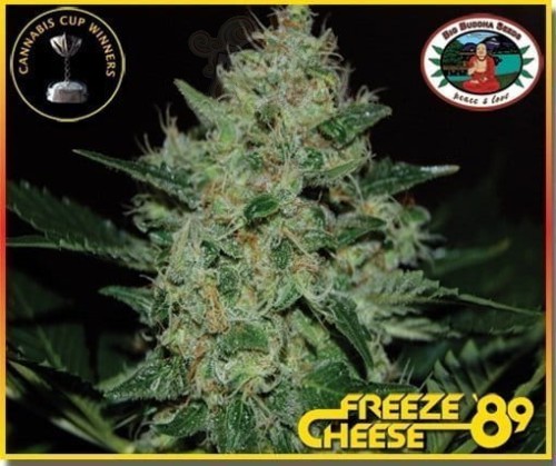 BIG BUDDHA SEEDS - Freeze Cheese '89