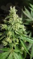 RIPPER SEEDS - Ripper Badazz