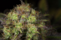 DINAFEM - Dinamed CBD