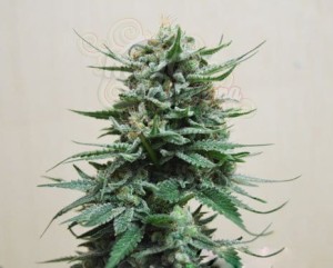 KALASHNIKOV SEEDS - Northern Russian Auto