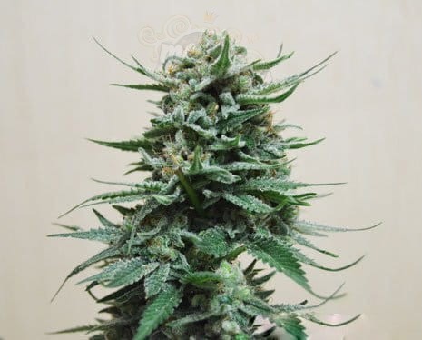 KALASHNIKOV SEEDS - Northern Russian Auto
