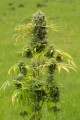DINAFEM - Dinamed CBD Plus