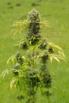 DINAFEM - Dinamed CBD Plus