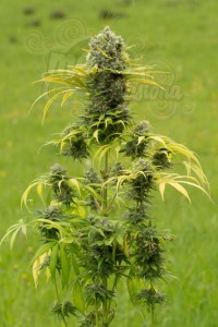 DINAFEM - Dinamed CBD Plus