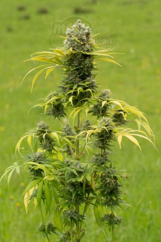 DINAFEM - Dinamed CBD Plus