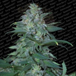 PARADISE SEEDS - Magic Bud