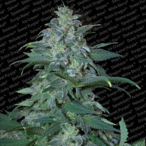 PARADISE SEEDS - Magic Bud