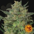 BARNEY’S FARM - LSD