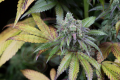 DINAFEM - Dinamed CBD