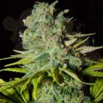 BIOHAZARD SEEDS - Big Lights