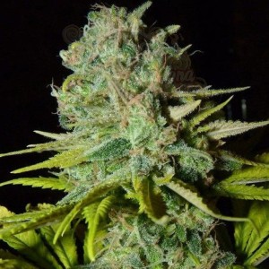 BIOHAZARD SEEDS - Big Lights