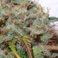 PARADISE SEEDS - White Berry