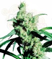 SENSI SEEDS - Silver Haze