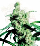 SENSI SEEDS - Silver Haze